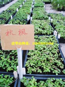 秋枫